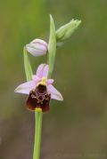 Ophrys holosericea subsp. holosericea